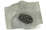 Calymene Niagarensis Trilobite Fossil - New York #232048-1